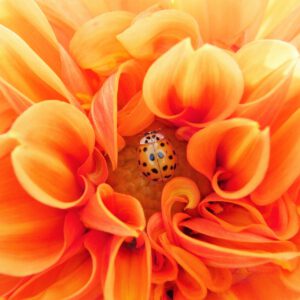 CADEAUBON:  WORKSHOP INTUITIEF LEIDERSCHAP OF INDIVIDUELE LES