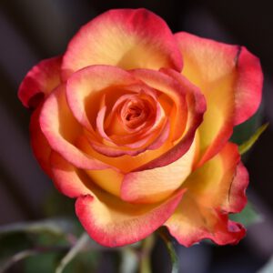 CHAKRA'S, AURA, ROOS EN VORIG LEVENS READING