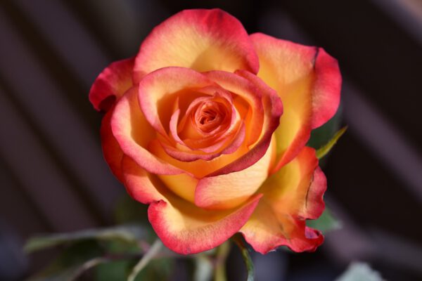 CHAKRA'S, AURA, ROOS EN VORIG LEVENS READING